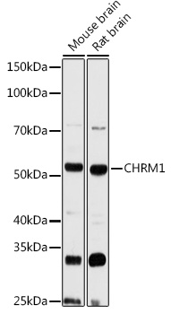 CHRM1 Rabbit polyclonal antibody