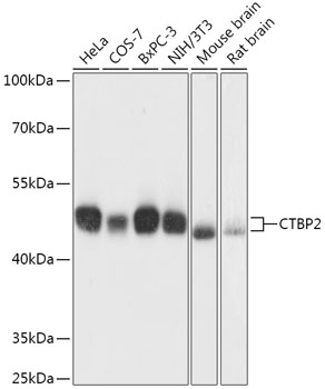 CTBP2 Rabbit polyclonal antibody
