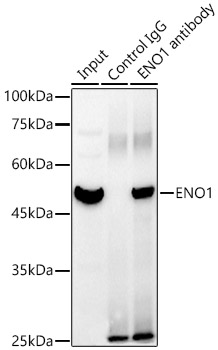 ENO1 Rabbit polyclonal antibody
