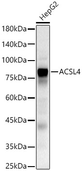 ACSL4 Rabbit polyclonal antibody