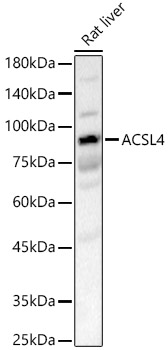 ACSL4 Rabbit polyclonal antibody