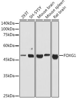 FOXG1 Rabbit polyclonal antibody