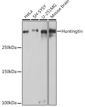 Huntingtin Rabbit polyclonal antibody