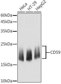 CD59 Rabbit polyclonal antibody