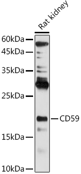 CD59 Rabbit polyclonal antibody