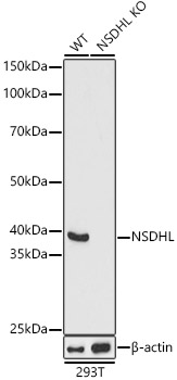 [KO Validated] NSDHL Rabbit polyclonal antibody