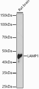 [KD Validated] LAMP1 Rabbit polyclonal antibody