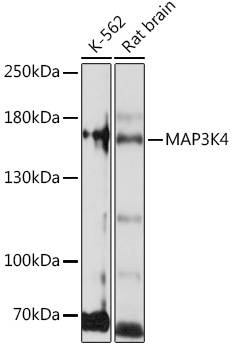 MAP3K4 Rabbit polyclonal antibody