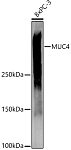 Western blot - MUC4 Rabbit pAb (A16922)
