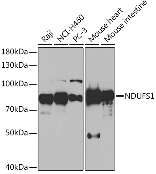 NDUFS1 Rabbit polyclonal antibody