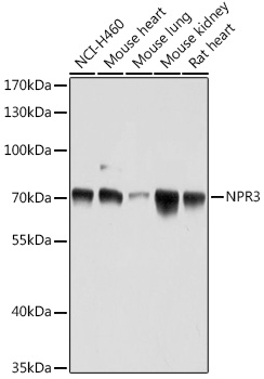 NPR3 Rabbit polyclonal antibody
