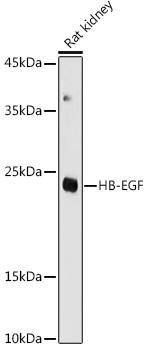 HB-EGF Rabbit polyclonal antibody