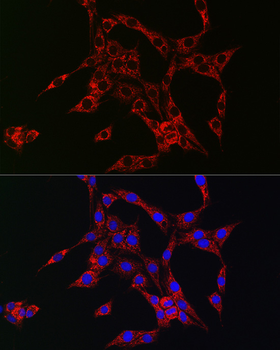 HB-EGF Rabbit polyclonal antibody