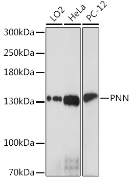 PNN Rabbit polyclonal antibody