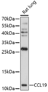CCL19 Rabbit polyclonal antibody