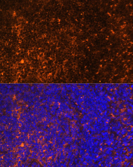 CCL19 Rabbit polyclonal antibody