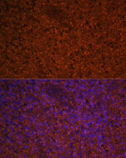 CCL19 Rabbit polyclonal antibody