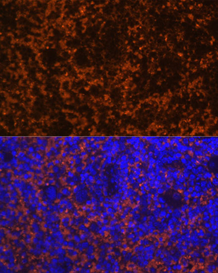 CCL19 Rabbit polyclonal antibody