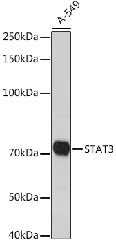 STAT3 Rabbit polyclonal antibody