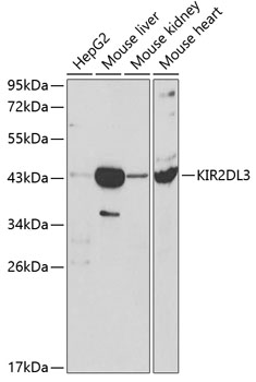 KIR2DL3 Rabbit polyclonal antibody