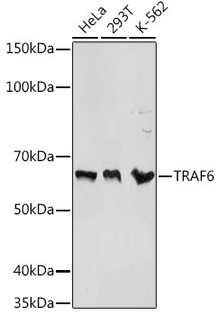 TRAF6 Rabbit polyclonal antibody