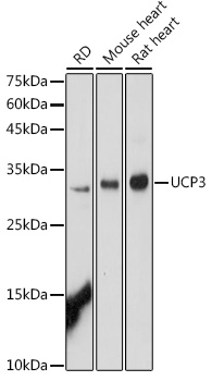 UCP3 Rabbit polyclonal antibody