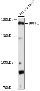 BRPF1 Rabbit polyclonal antibody