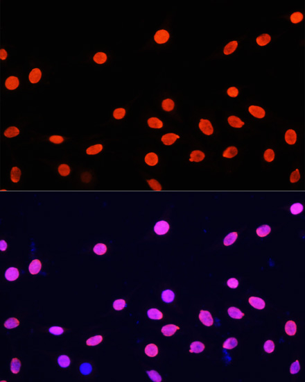 Histone H4 Rabbit polyclonal antibody