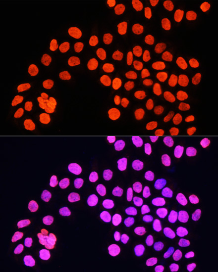 Histone H4 Rabbit polyclonal antibody