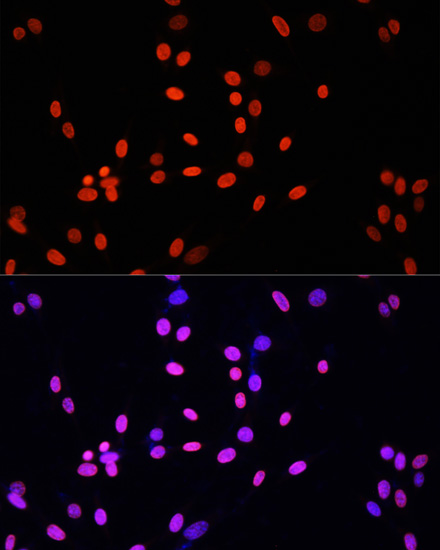 Histone H4 Rabbit polyclonal antibody