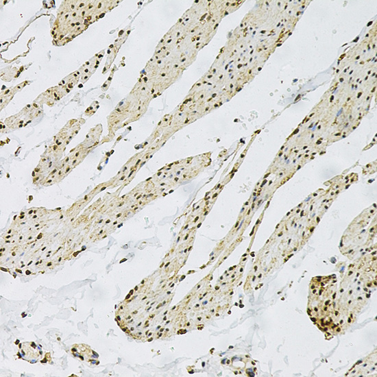 CD9 Rabbit polyclonal antibody