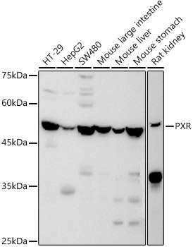 PXR Rabbit polyclonal antibody