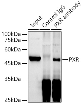 PXR Rabbit polyclonal antibody