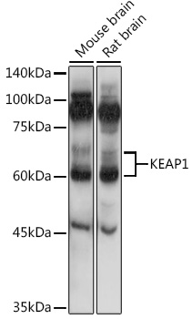 KEAP1 Rabbit polyclonal antibody