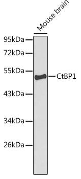 CtBP1 Rabbit polyclonal antibody