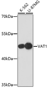 [KO Validated] VAT1 Rabbit polyclonal antibody