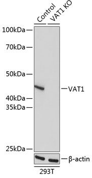 [KO Validated] VAT1 Rabbit polyclonal antibody
