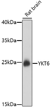 YKT6 Rabbit polyclonal antibody