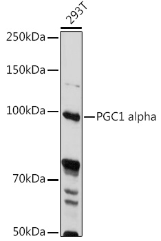 PGC1 alpha Rabbit polyclonal antibody
