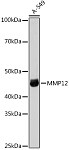 Western blot - MMP12 Rabbit pAb (A1709)
