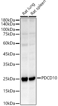 PDCD10 Rabbit polyclonal antibody