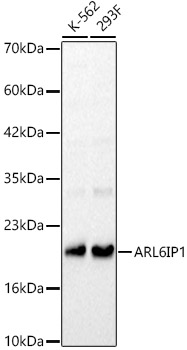 ARL6IP1 Rabbit polyclonal antibody