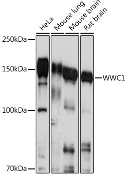 WWC1 Rabbit polyclonal antibody