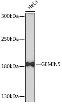 GEMIN5 Rabbit polyclonal antibody