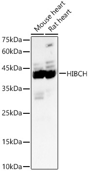HIBCH Rabbit polyclonal antibody