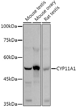 CYP11A1 Rabbit polyclonal antibody