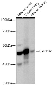 CYP11A1 Rabbit polyclonal antibody