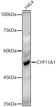 CYP11A1 Rabbit polyclonal antibody