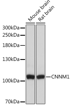 CNNM1 Rabbit polyclonal antibody