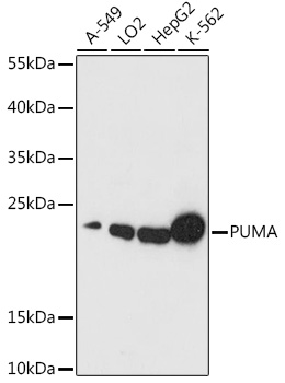 PUMA Rabbit polyclonal antibody